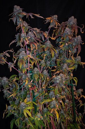 fire OG week 10 harvest small format-6.jpg