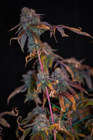 fire OG week 10 harvest small format-7.jpg fire OG week 10 harvest small format-7.jpg