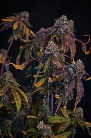 fire OG week 10 harvest small format-8.jpg fire OG week 10 harvest small format-8.jpg