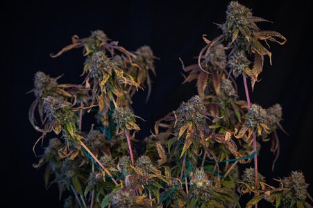 fire OG week 10 harvest small format-9.jpg fire OG week 10 harvest small format-9.jpg