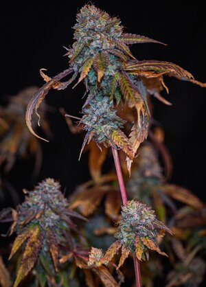 fire OG week 10 harvest small format-10.jpg fire OG week 10 harvest small format-10.jpg