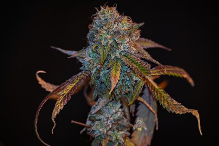 fire OG week 10 harvest small format-11.jpg fire OG week 10 harvest small format-11.jpg