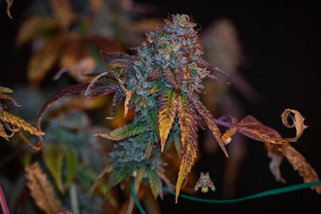 fire OG week 10 harvest small format-12.jpg fire OG week 10 harvest small format-12.jpg