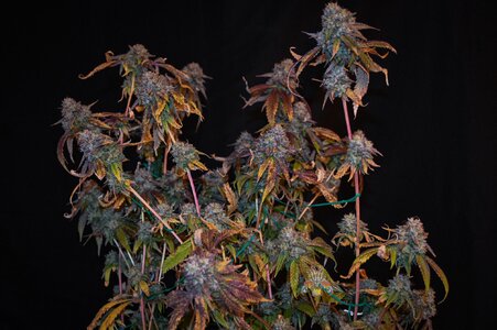 fire OG week 10 harvest small format-13.jpg fire OG week 10 harvest small format-13.jpg