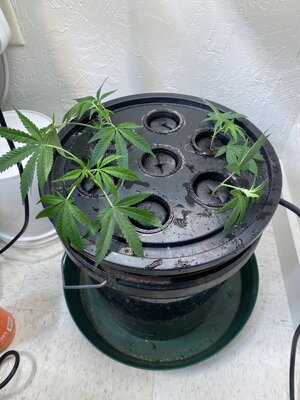 IMG_4375.jpeg