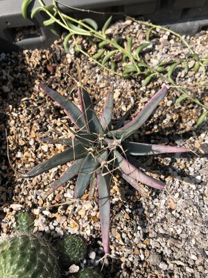 IMG_5048(3).JPEG