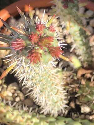 IMG_5044(1).JPEG