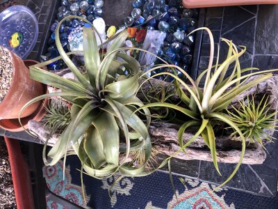 IMG_5040(3).JPEG