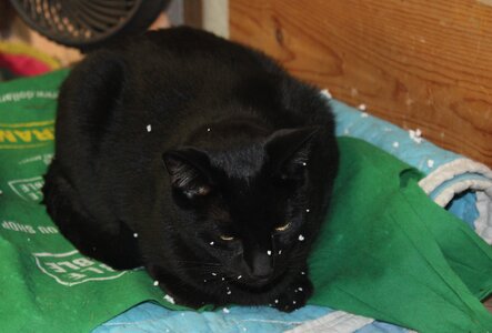 Qnight styrofoam.JPG