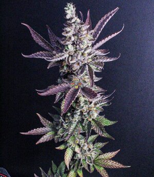 MMM Bx #5 -drgreenthumb (2).jpg MMM Bx #5 -drgreenthumb (2).jpg