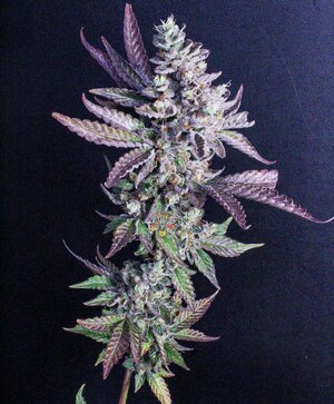 MMM Bx #5 -drgreenthumb (4).jpg MMM Bx #5 -drgreenthumb (4).jpg