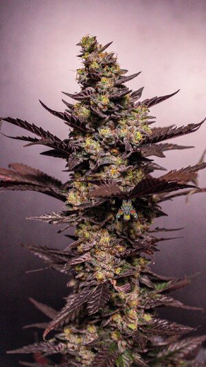 mod mac moonshine #4 - tundahgunz-1.jpg mod mac moonshine #4 - tundahgunz-1.jpg