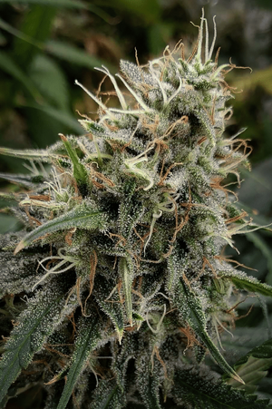 Blue_dream_001_final.png