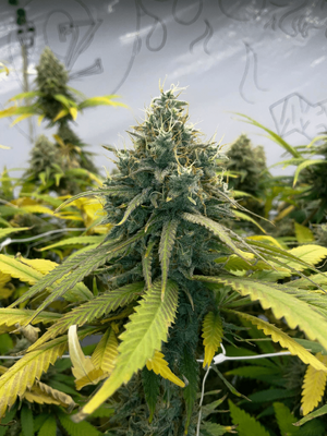 Blue_dream_002_final.png
