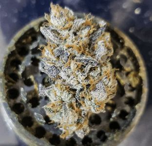 roadheadnug_001.png