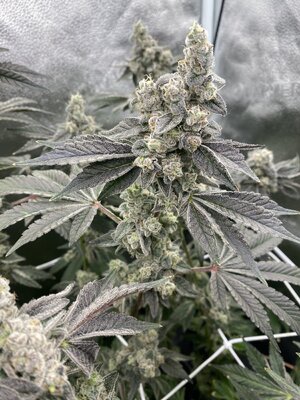 IMG_4551.jpeg