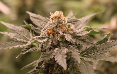 Frozen C w7.5C.JPG
