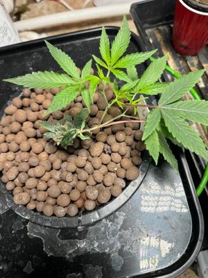 IMG_0512.jpeg