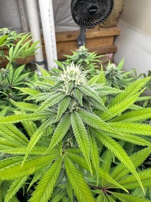 IMG_1463.jpeg