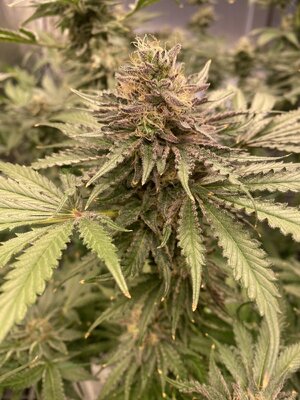 IMG_4734.jpeg