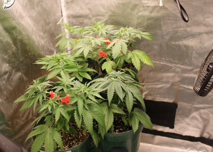 April 30 new crop.JPG