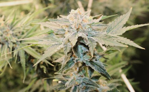 Frozen c 8.5w2.JPG