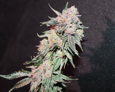 Wedding cake 10 w 2.JPG