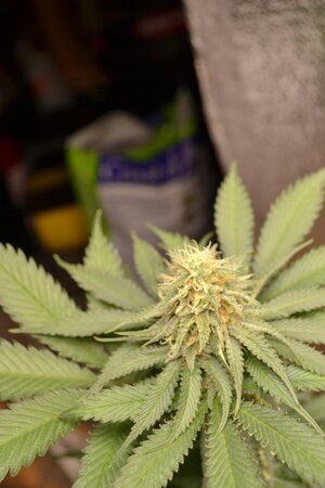 DSC_0884 - Copy.JPG