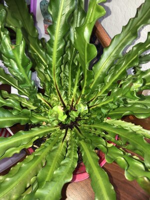 IMG_6037(2).JPEG