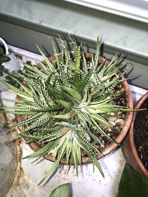 IMG_6035(2).JPEG
