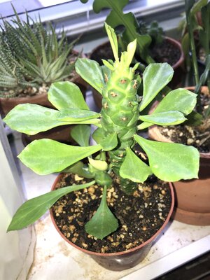 IMG_6034(1).JPEG