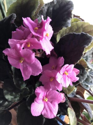 IMG_6030(2).JPEG