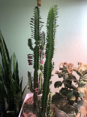 IMG_6029(2).JPEG