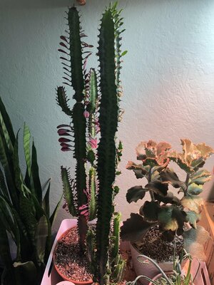 IMG_6028(2).JPEG