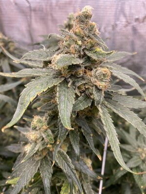 IMG_4832.jpeg