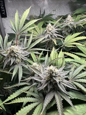 IMG_1478.jpeg