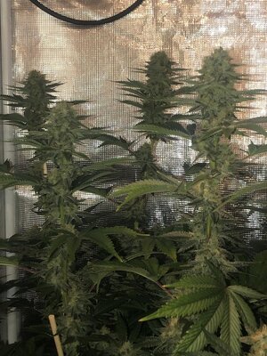GG4.jpg