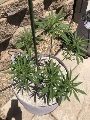 IMG_6235.jpeg