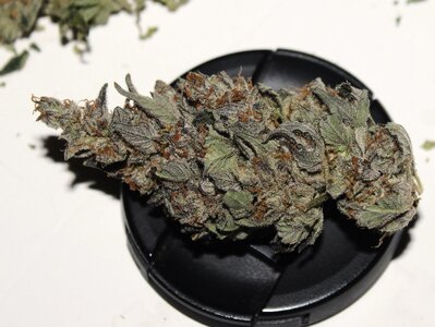 Greesy bud 1.JPG