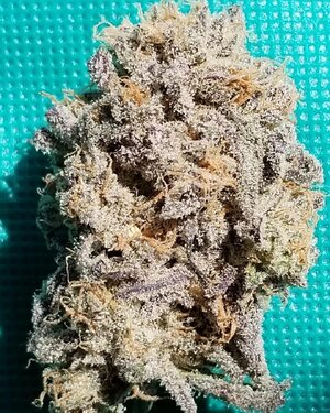dragonsflamegenetics-1597472595179.jpg