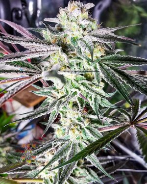 orange stash v1 photo 3.jpg
