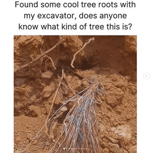 found-some-cool-tree-roots-with-my-excavator-does-anyone-know-kind-tree-this-is.png