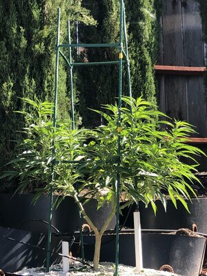 IMG_6519.jpeg