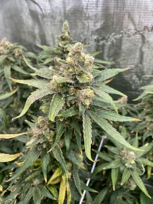 IMG_4905.jpeg