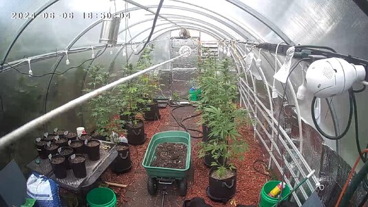 Greenhouse Grow 06.06.2024.jpg