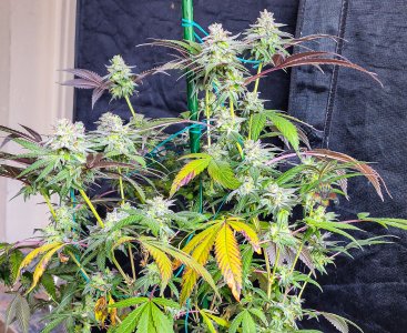 black velvet week 7-5.jpg