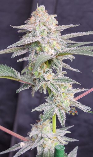 mac dragon week 7-5.jpg