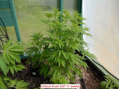 Critical Kush 11 weeks.jpeg