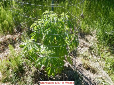 Starduster 11 wks.jpeg