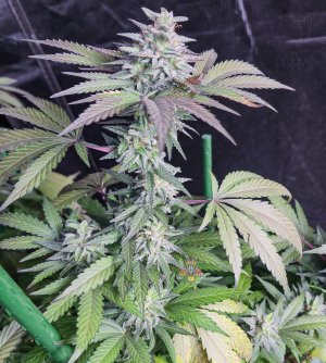 haole moonshine day 54-12.jpg